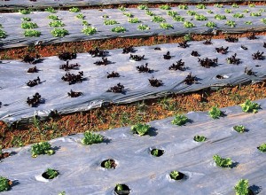 Mulch Film